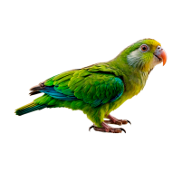 Imagem do produto Maritaca